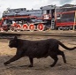 Аватар користувача