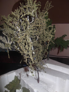 DSCF0440.JPG