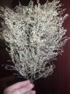 DSCF0443.JPG