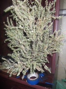 DSCF0446.JPG