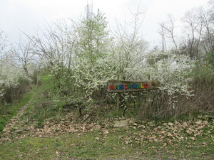 IMG_5937.JPG