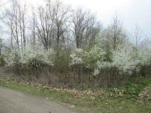 IMG_5938.JPG