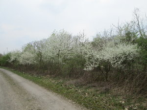 IMG_5939.JPG