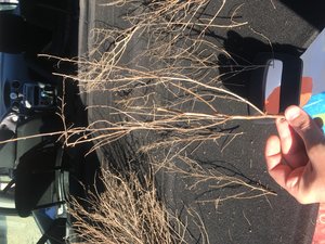 IMG_8371.JPG