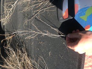 IMG_8376.JPG