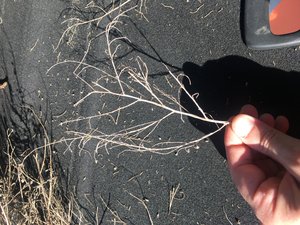 IMG_8377.JPG