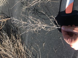 IMG_8378.JPG