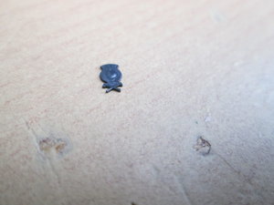 IMG_9328.JPG