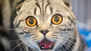 1920x1080_animals_1481496989.jpg
