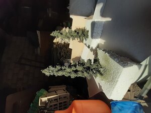 20200522_172113_compress98.jpg