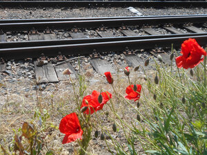flowers_in_the_dirt.JPG