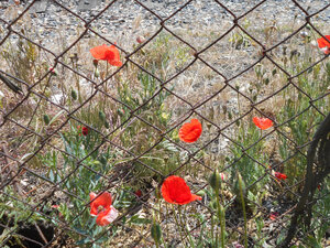 poppies.JPG