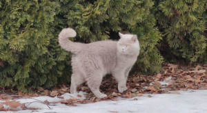 Вообще-то Семён хороший кот, хотя и слишком уж независимый. Этой осенью задавил 3 крыс, не считаю разных мышей. Ещё и птиц ловит, как мы не пытаемся его от этого отучить...